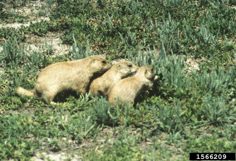 black-tailed prairie dog Cynomys ludovicianus