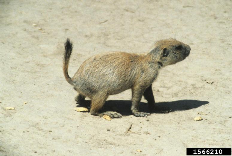 black-tailed prairie dog Cynomys ludovicianus