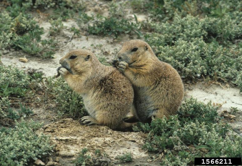 black-tailed prairie dog Cynomys ludovicianus