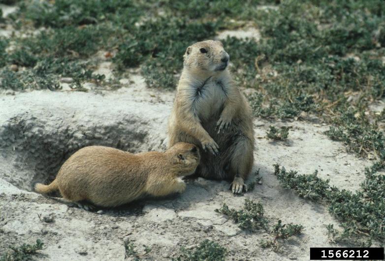 black-tailed prairie dog Cynomys ludovicianus