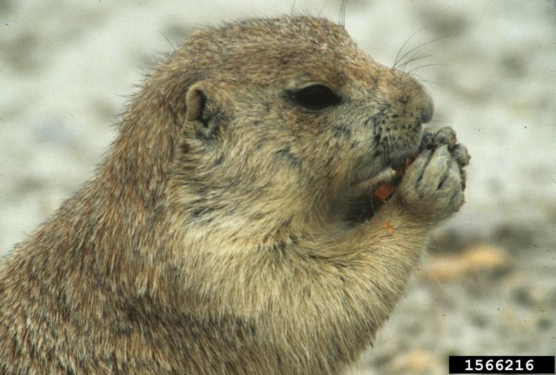 black-tailed prairie dog Cynomys ludovicianus