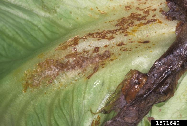 Rhizoctonia dampingoff, blight and rot (Rhizoctonia solani ) on