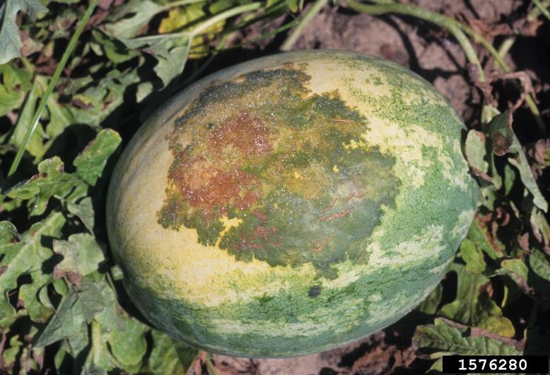 bacterial fruit blotch (Acidovorax citrulli ) on watermelon (Citrullus