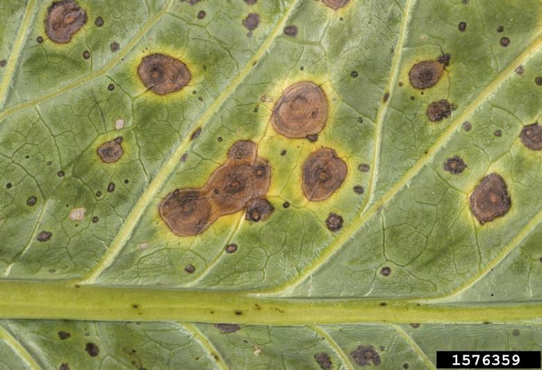 Alternaria black molds / stem cankers (Alternaria spp. ) on cabbage