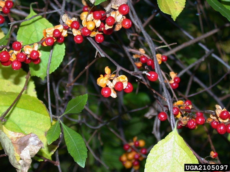 oriental bittersweet, Celastrus orbiculatus (Celastrales Celastraceae