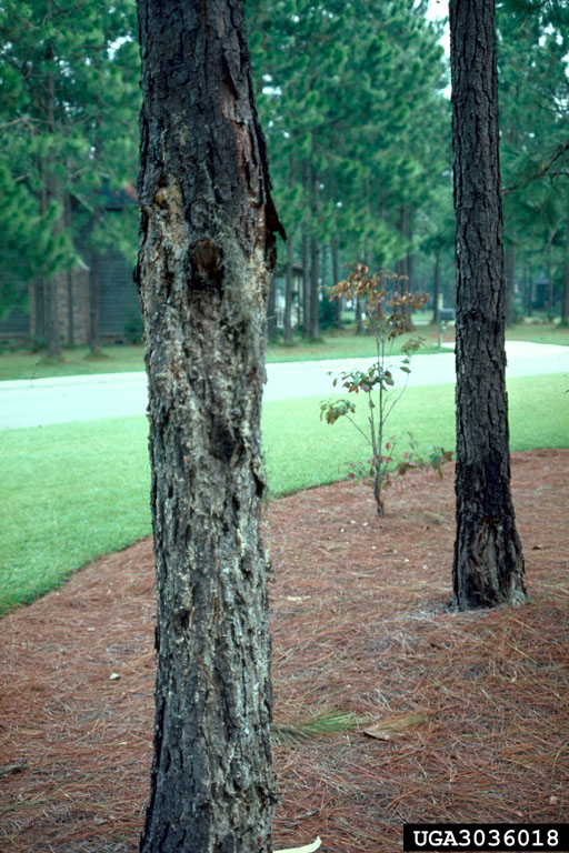 pitch canker (Fusarium subglutinans ) on pine (Pinus spp. ) 3036018