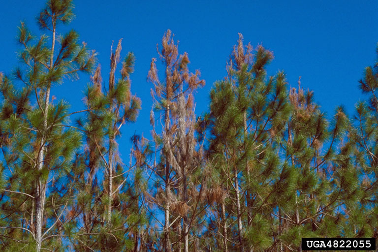 pitch canker (Fusarium subglutinans ) on slash pine (Pinus elliottii