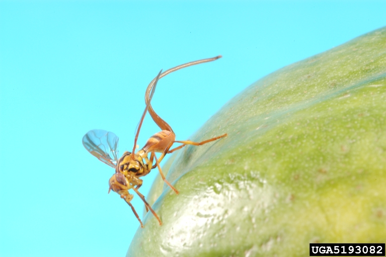 papaya fruit fly (Toxotrypana curvicauda)