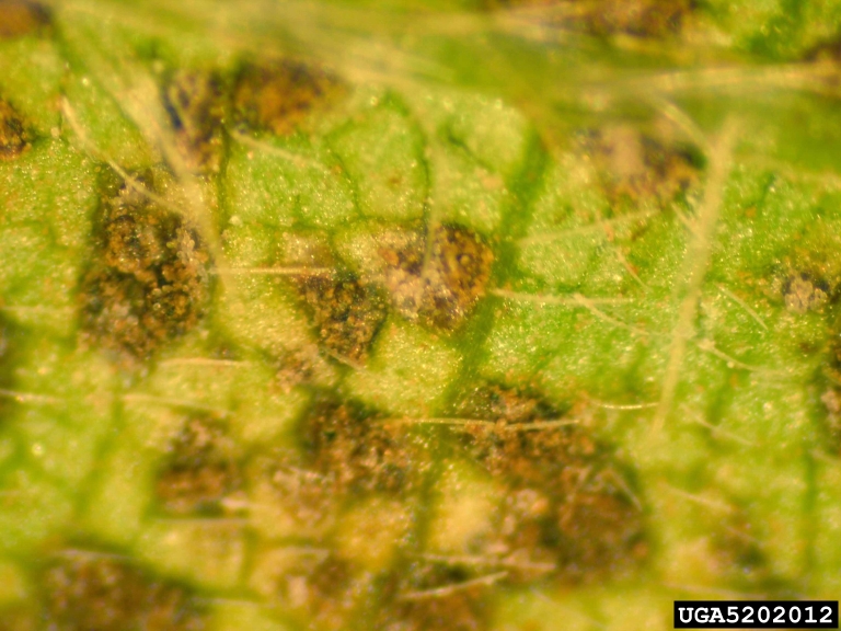 soybean rust Phakopsora pachyrhizi