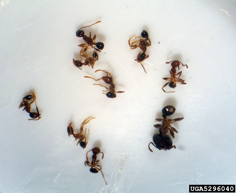 bigheaded ant Pheidole megacephala