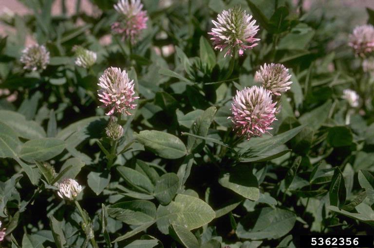 clover Trifolium spp.