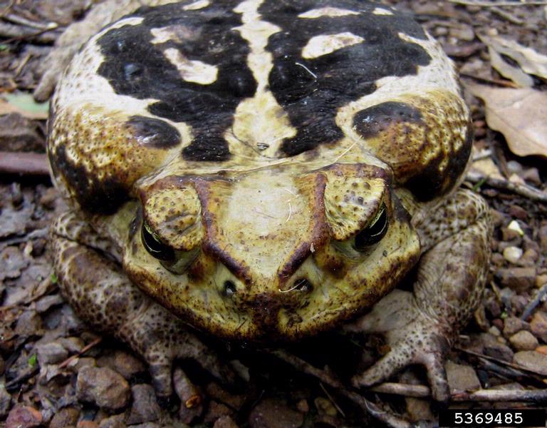 cane toad Rhinella marina