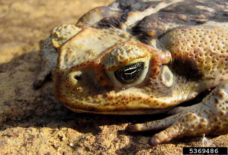 cane toad Rhinella marina