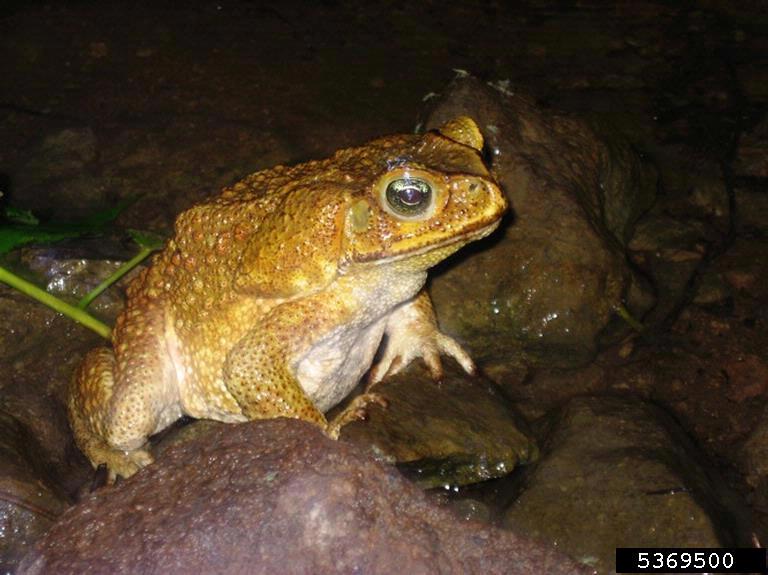 cane toad Rhinella marina