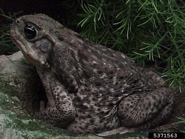 cane toad Rhinella marina