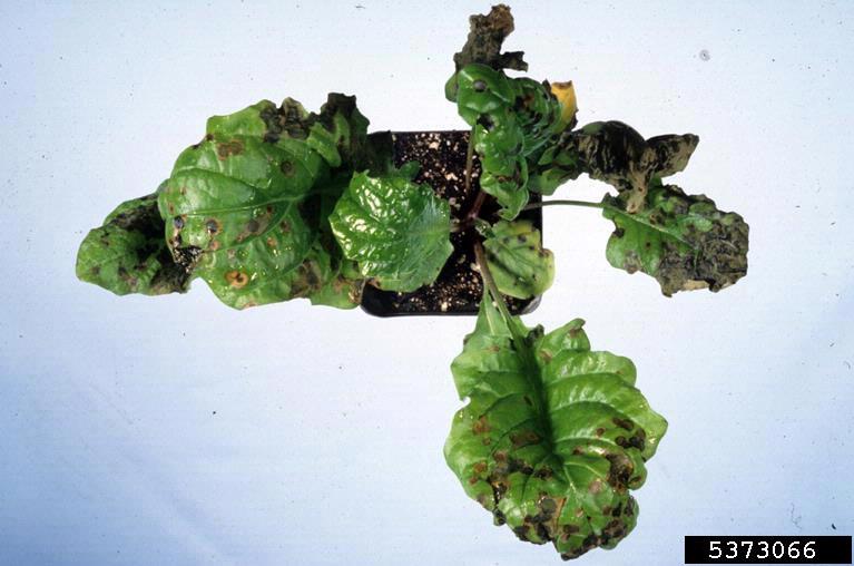 bacterial leaf spot (Pseudomonas cichorii ) on Transvaal daisy (Gerbera