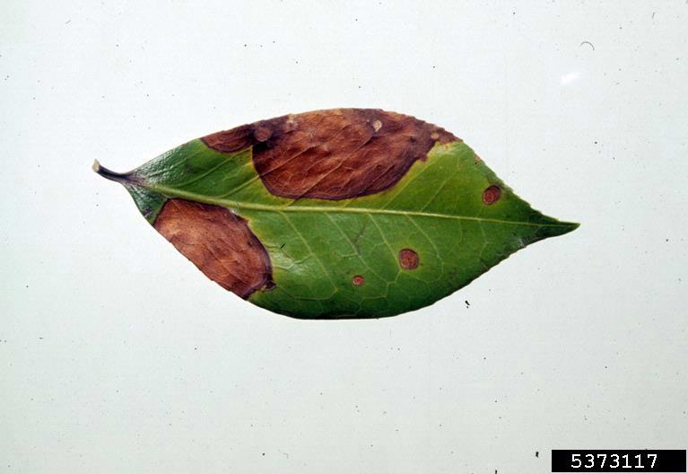 Phyllosticta leaf spots (Phyllosticta spp. ) on camellia (Camellia