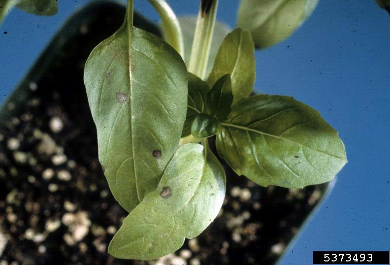 bacterial leaf spot (Pseudomonas cichorii ) on sweet basil (Ocimum