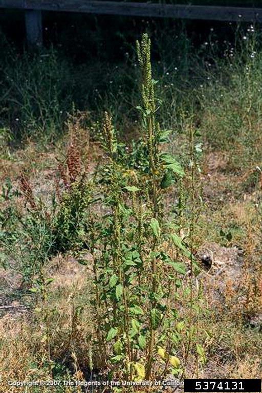 smooth pigweed Amaranthus hybridus