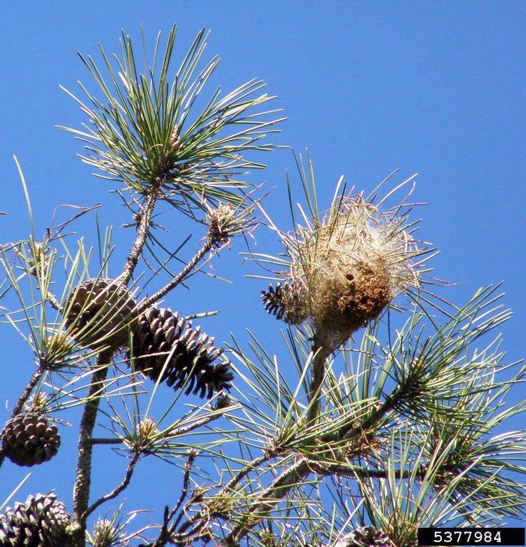 pine processionary moth Thaumetopoea pityocampa