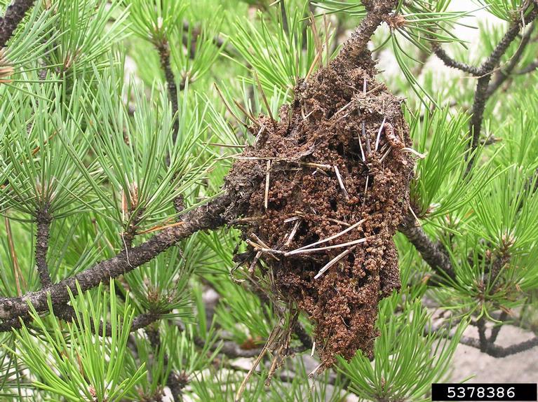 pine processionary moth Thaumetopoea pityocampa