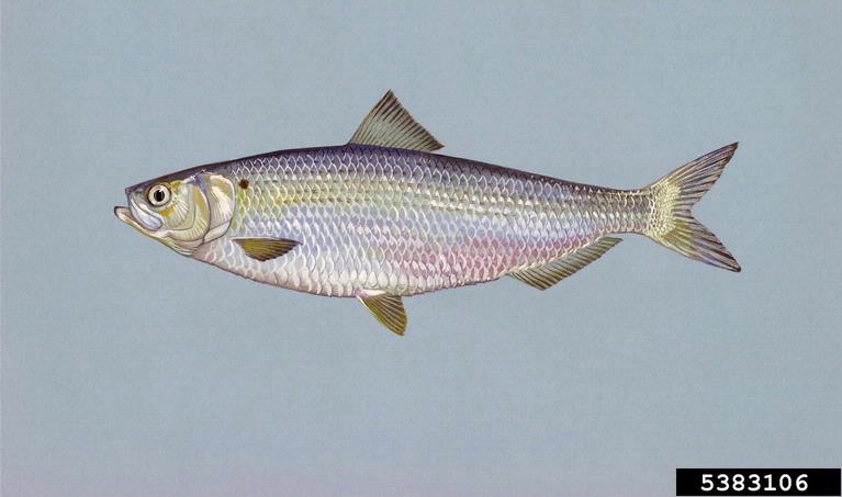 En la imagen de abajo, puedes ver en una gráfica la evolución de las