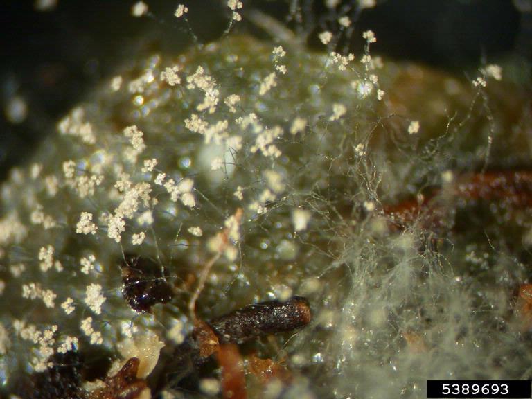gray mold (Botrytis cinerea ) on begonia (Begonia spp. ) 5389693
