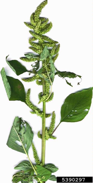 smooth pigweed Amaranthus hybridus