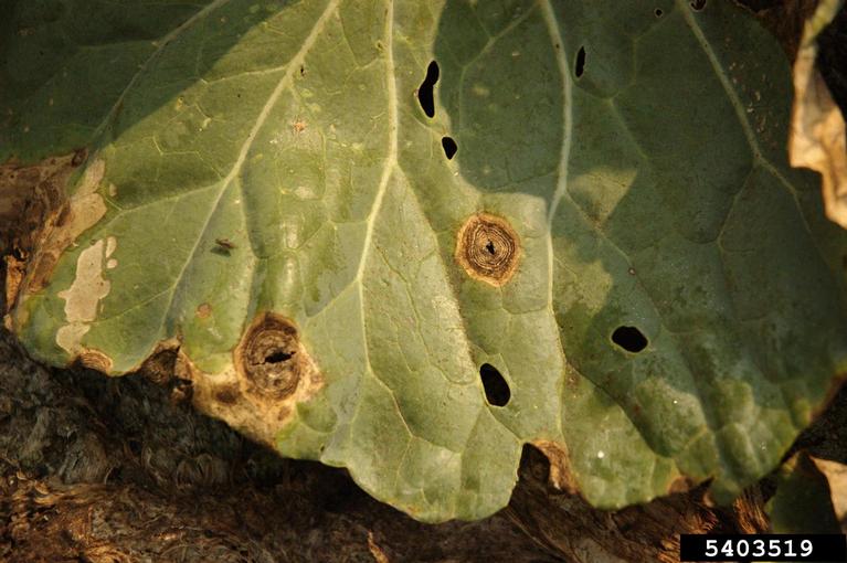 black spot (Alternaria brassicicola ) on cabbage collards and kale