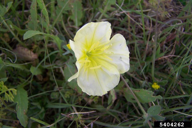 stemless evening primrose Oenothera triloba