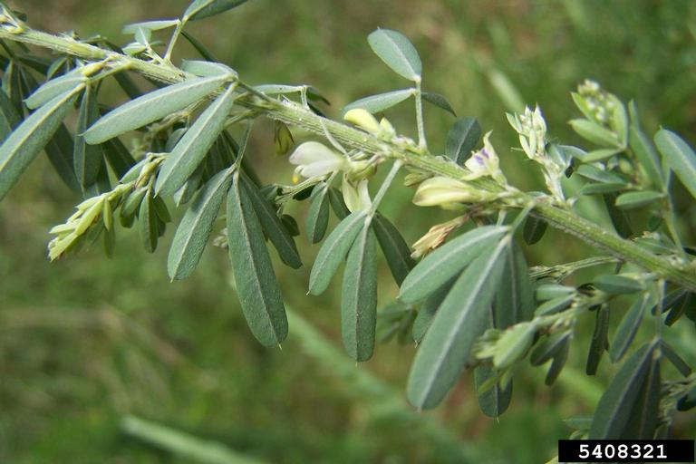 sericea lespedeza Lespedeza cuneata