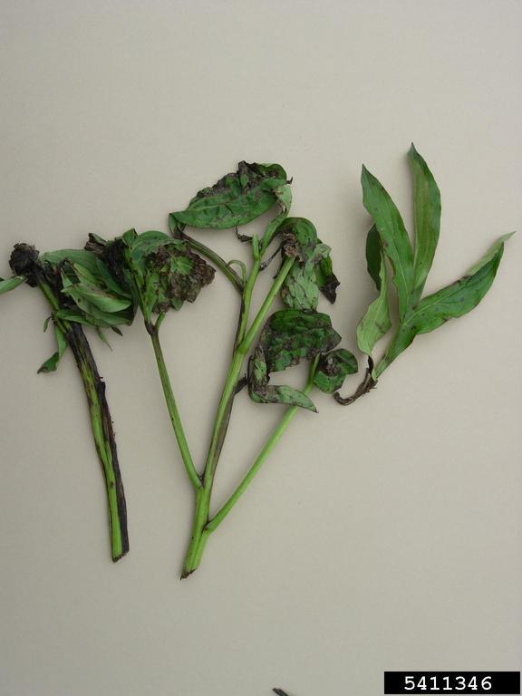 bacterial blight of carrot (Xanthomonas hortorum pv. carotae)