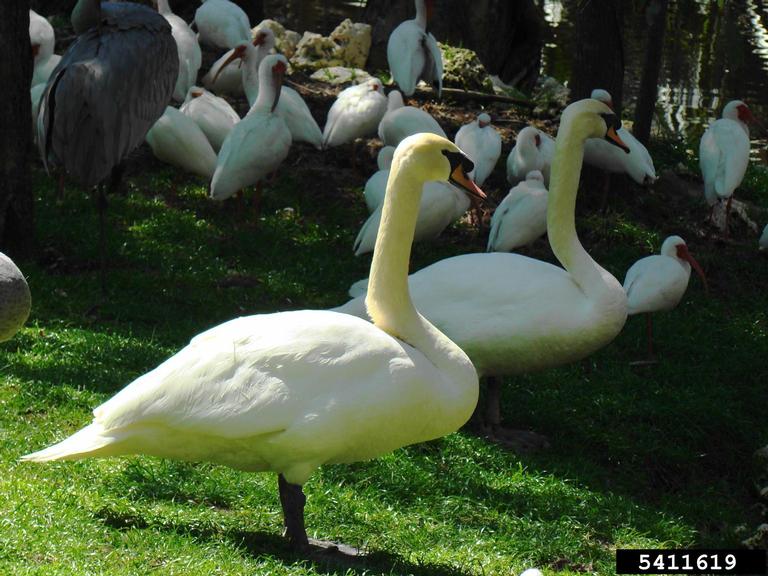 mute swan Cygnus olor