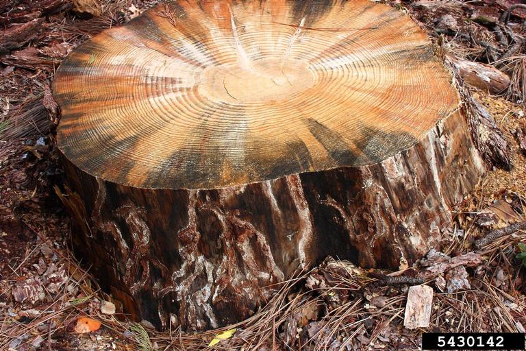 red turpentine beetle (Dendroctonus valens ) on ponderosa pine (Pinus