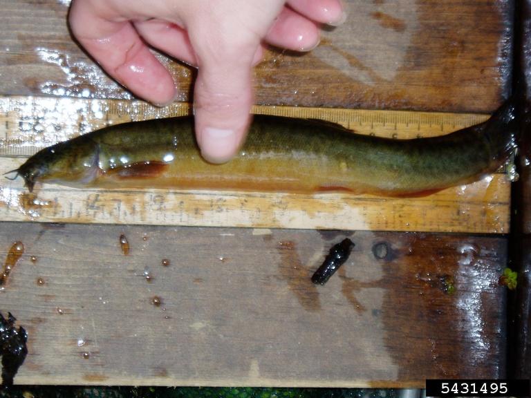 weather loach Misgurnus anguillicaudatus