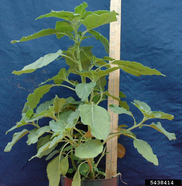 smooth pigweed Amaranthus hybridus