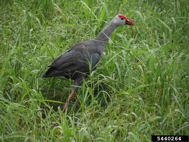 purple swamphen Porphyrio porphyrio