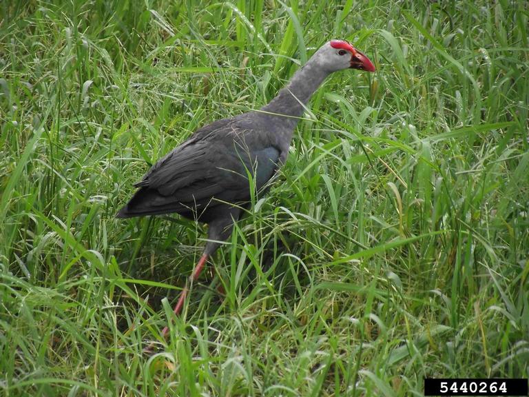 purple swamphen Porphyrio porphyrio