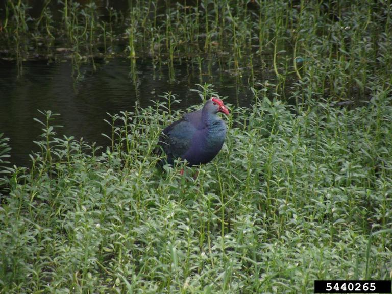 purple swamphen Porphyrio porphyrio