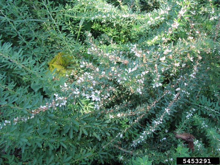 sericea lespedeza Lespedeza cuneata
