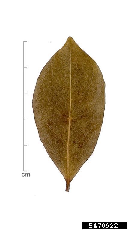 sweet bay, Laurus nobilis (Laurales: Lauraceae) - 5470922