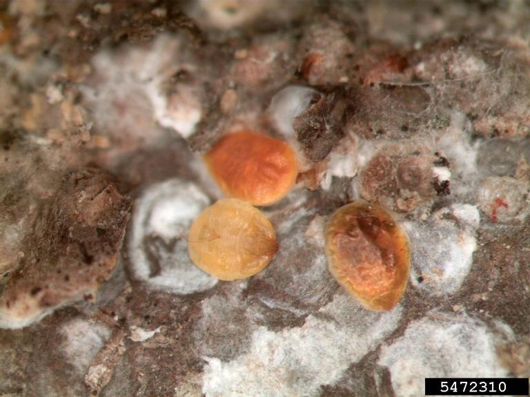 walnut scale (Diaspidiotus juglansregiae ) on red maple (Acer rubrum