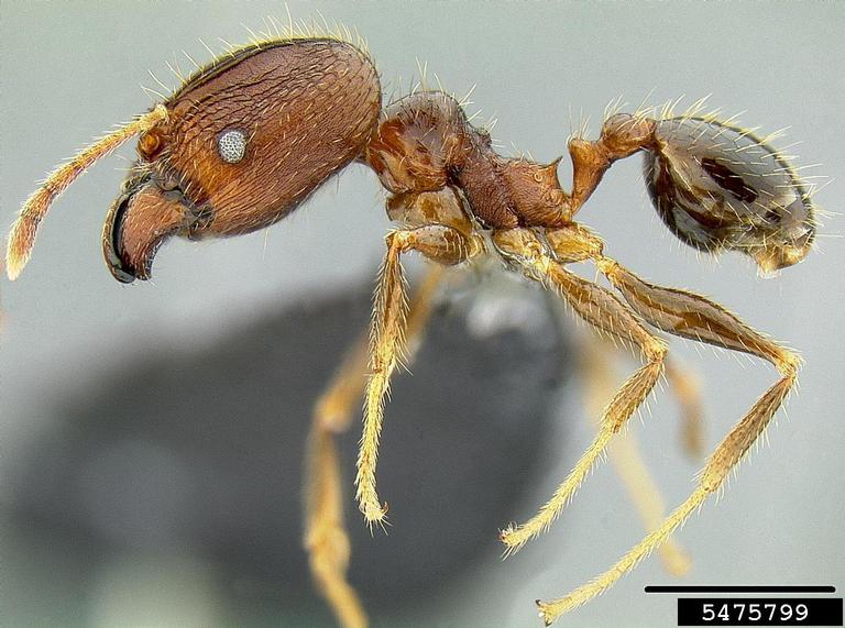 bigheaded ant Pheidole fervens