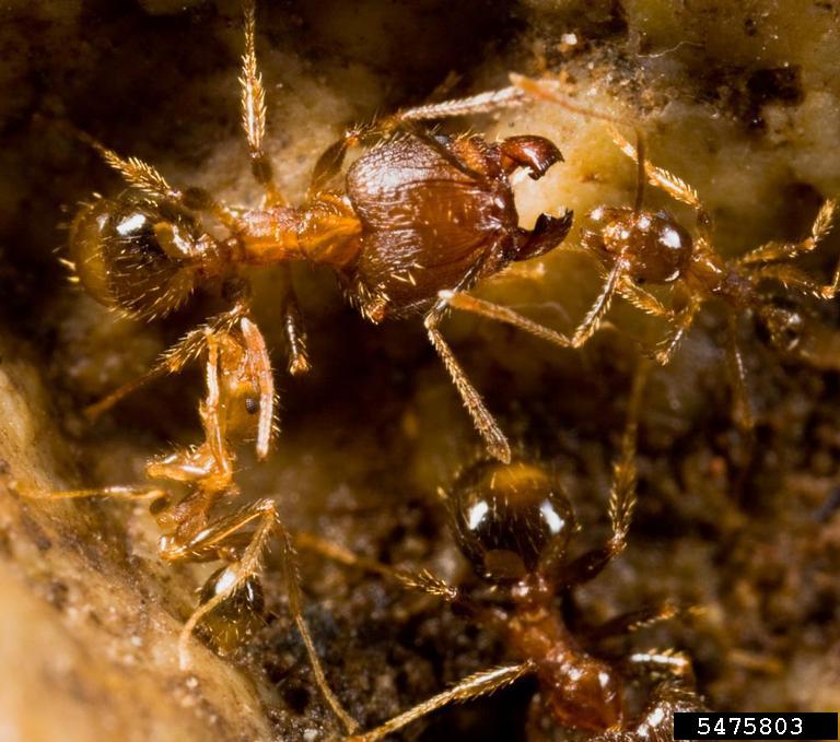 bigheaded ant Pheidole fervens