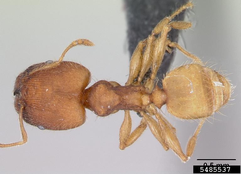 ant Pheidole bilimeki