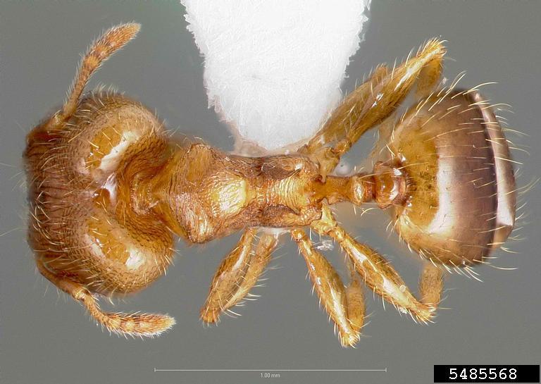 ant Pheidole moerens