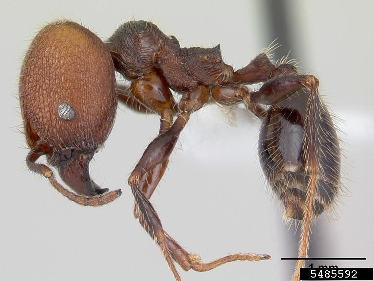 ant Pheidole obscurithorax