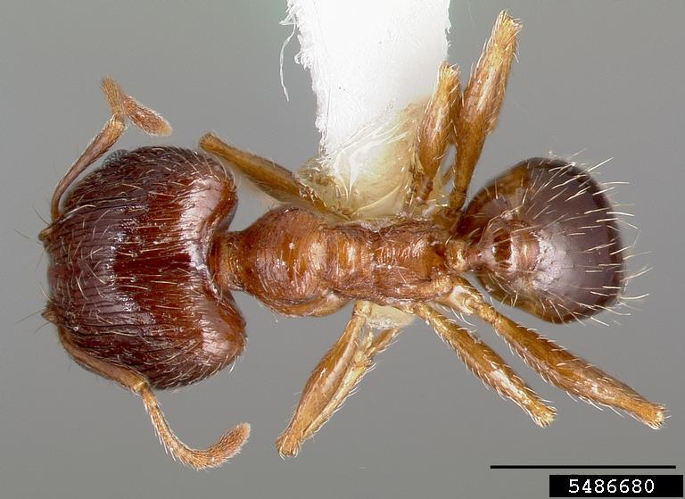 ant Pheidole teneriffana