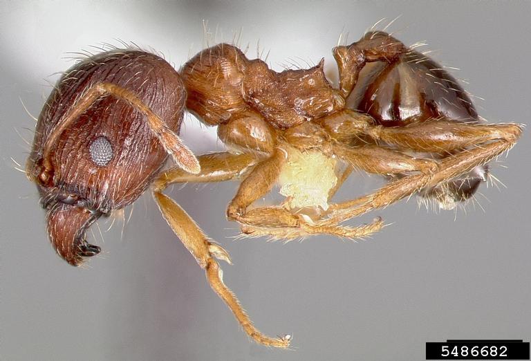 ant Pheidole teneriffana