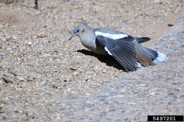 white-winged dove Zenaida asiatica